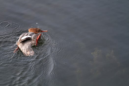 Common Merganser young fishing in late summer sun