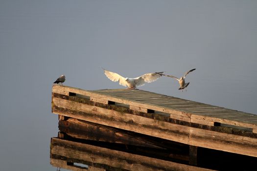 Dock with Gulls late summer afternoon light