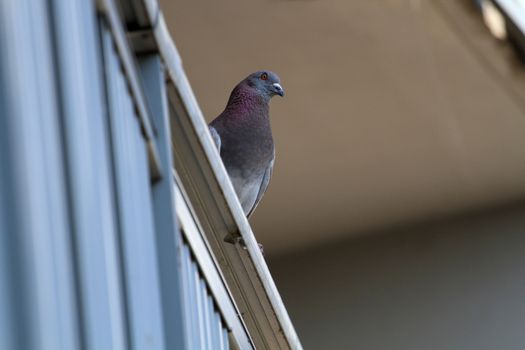 Rock Dove on railing looking down shot from below