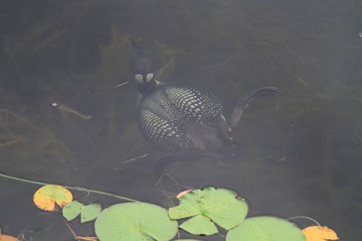 Common Loon fishing in northern lake late summer