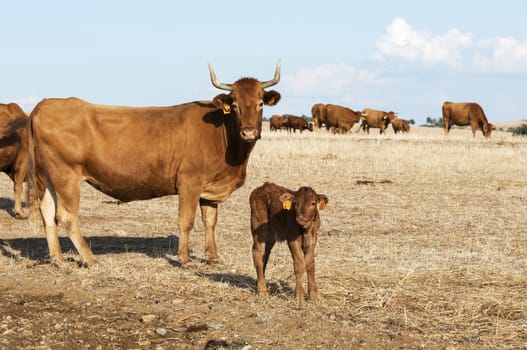 brown cows with young baby in alentejo field in portugal nature