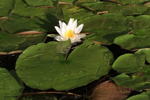 Water Lily Lang Lake in early morning sun