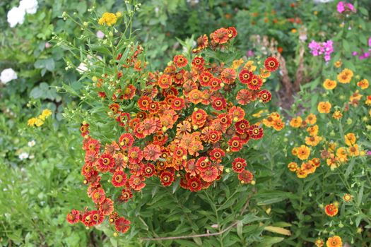 Natural flower background with many small flowers.