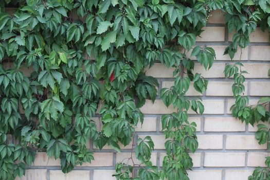 Brick wall covered with grape leaves at summer.