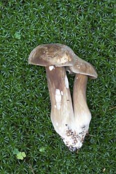 Detail of the purple boletus - edible mushroom