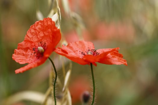 Detail of the bloom of corn poppy on the meadow