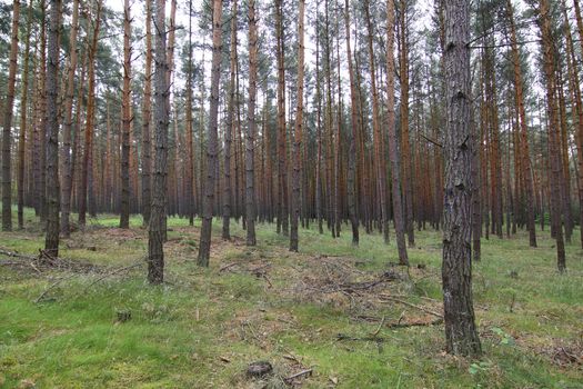 Image of the quiet and soothing pine forest