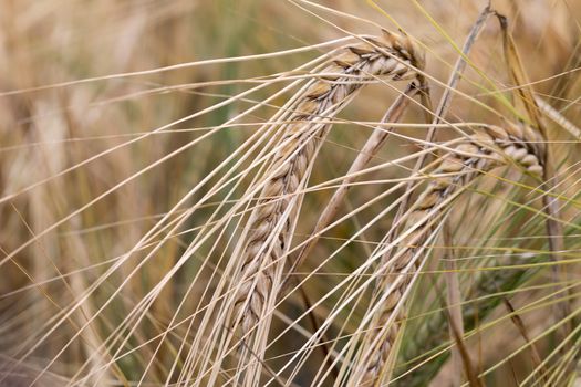 Detail of the barley - barley grains