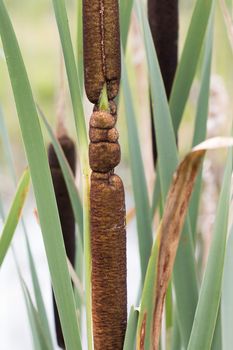 Detail of the common cattail - great reedmace