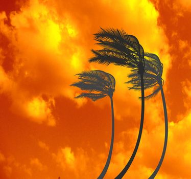 illustration of tree palms in the Storm