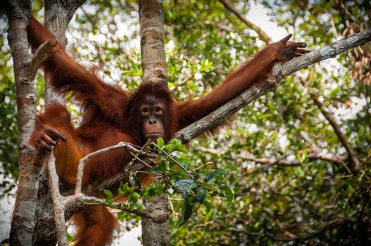 Orang Utan sitting on a tree in national park Tanjung Puting Kalimantan Borneo Indonesia