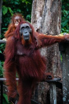 Standing Orang Utan with a baby in national park Tanjung Puting Kalimantan Borneo Indonesia