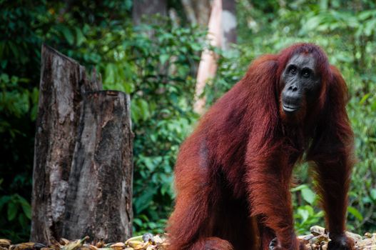 Orang Utan seen in national park Tanjung Puting Kalimantan Borneo Indonesia