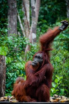 Sitting Orang Utan in national park Tanjung Puting Kalimantan Borneo Indonesia