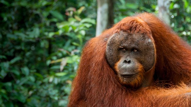 Orang Utan Alpha male resting in Borneo