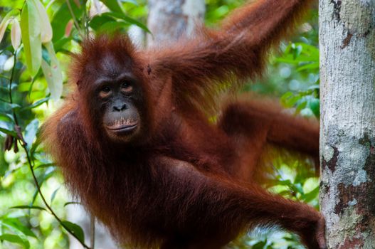 Urang Utan lady sitting on a tree in Borneo, Indonesia