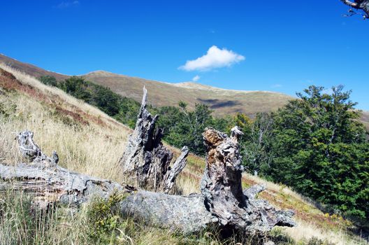 evening mountain plateau landscape (Carpathian, Ukraine) 