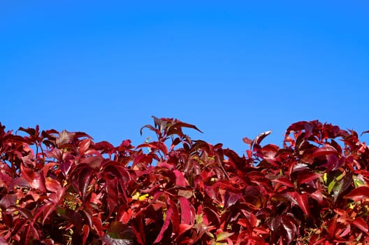 Autumn leaves changing colour, background
