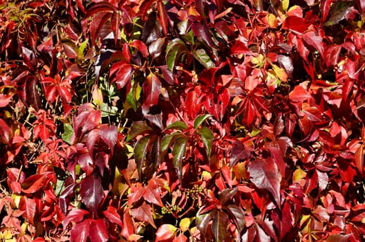 Autumn leaves changing colour, background
