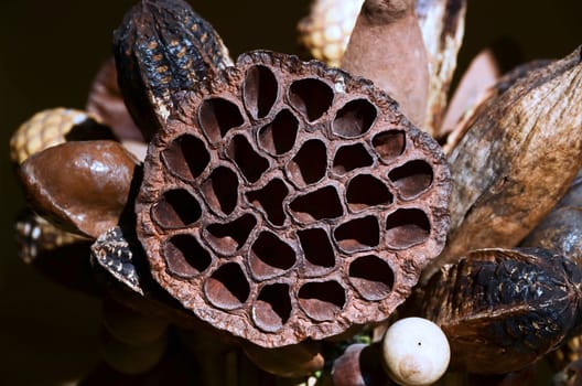 Lotus flower seed pod, dry out, in sun light

