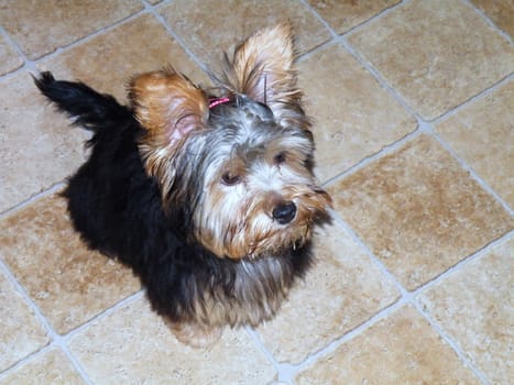 Small cute Yorkshire Terrier puppy with hair clip

