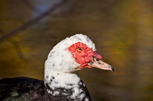 A closeup of the Muscovy Duck's unique face.