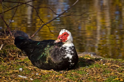 Alerted to my presence the muscovy duck examines its surrounds for other potential threats.