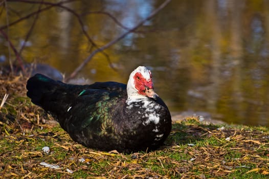 Although domesticated, this male is ready to escape into the water if I approach closer.