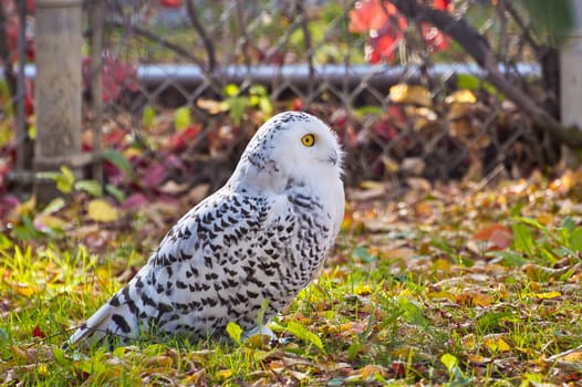 A nice profile shot of the Snowy Owl, displaying its beautiful coat of feathers.