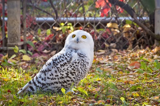 Snowy Owl looking up with those intense yellow orange eyes.