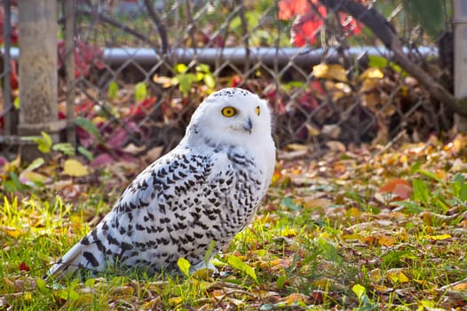 Beautiful white and gray coat of the Snowy Owl.