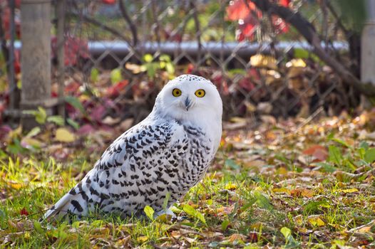 Staring right at the camera, the Snowy Owl is curious but unconcerned with my presence.