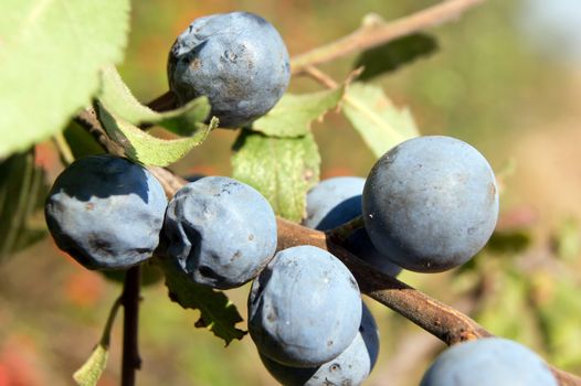 The blue sloe (Prunus spinosa) fruit of the autumn forest.