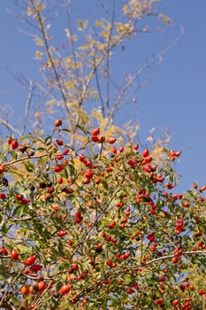 The wild rose (Rosa Canina) berries, rose hips.