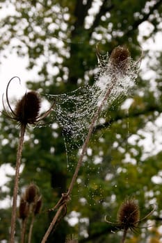 He struggled with water drops on spider web thistle.