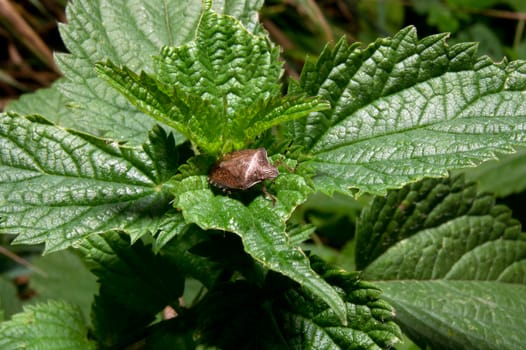 The seven-spotted ladybug (Coccinella septempunctata) resting on a nettle