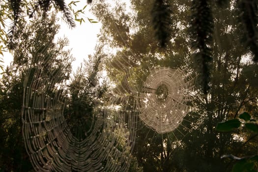 He struggled with water drops on spider web thistle.