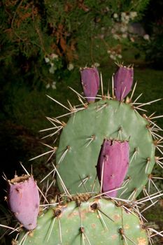 Prickly pear (Opuntia ficus-indica) fruit is edible.