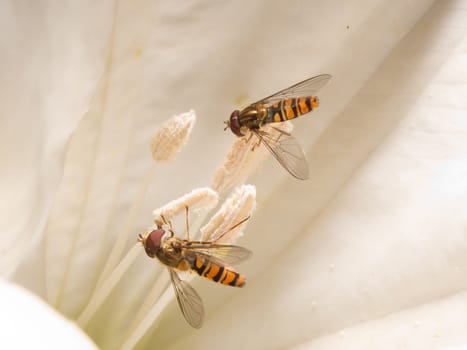 hoverfly (Syrphidae) on trumpet flower pollen eating.