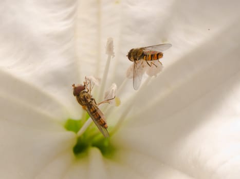 hoverfly (Syrphidae) on trumpet flower pollen eating.