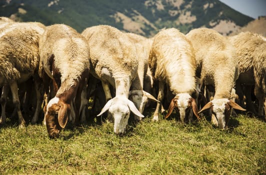 farm sheep lambs on mountain in Italy