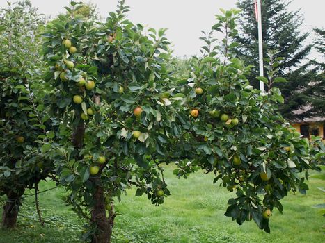 Bunch of rippen apples on a brances of a tree     