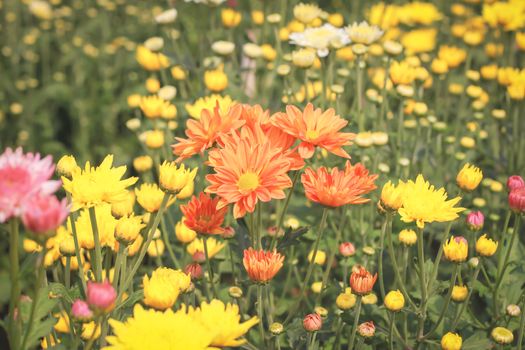 chrysanthemum Flowers in garden