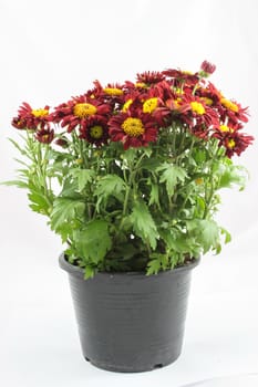 Chrysanthemum in pot on white background