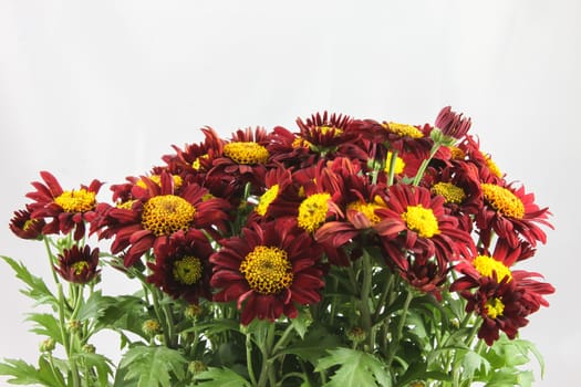 Chrysanthemum on white background