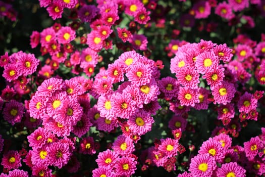 Pink chrysanthemum