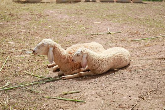 Sleep Sheep on the Farm