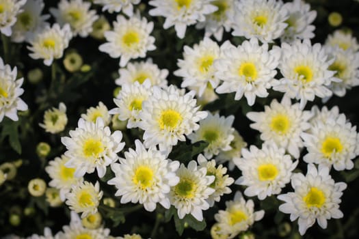 White chrysanthemum