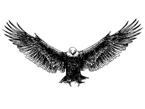freehand sketch of flying eagle hand drawn on white background