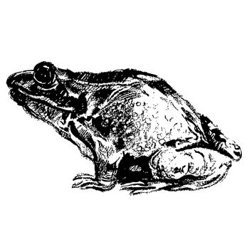 freehand sketch of frog hand drawn on white background